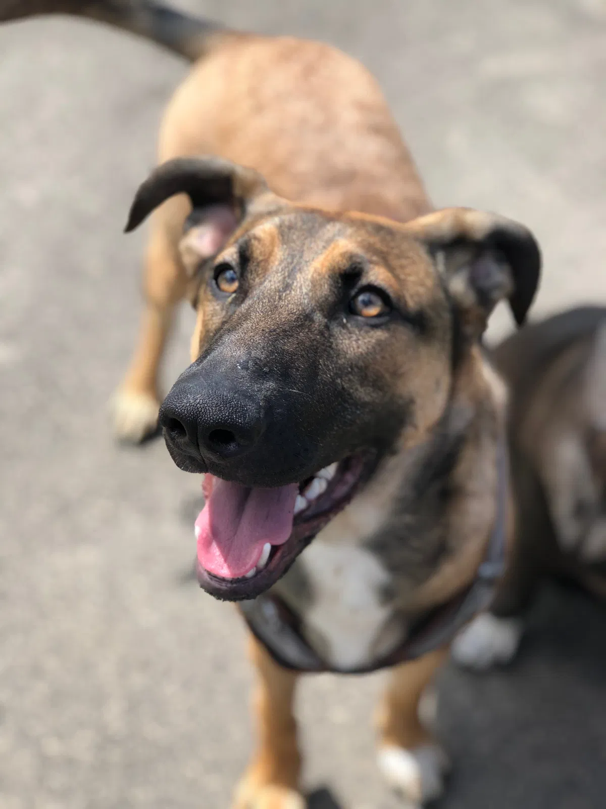 Lost dog in Portland, OR, 97229