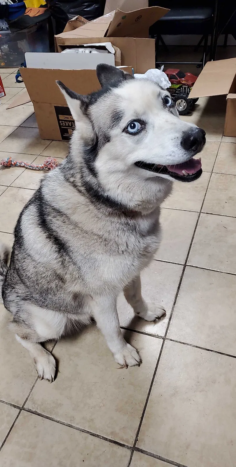 Lost dog in Fredericksburg, VA, 22406