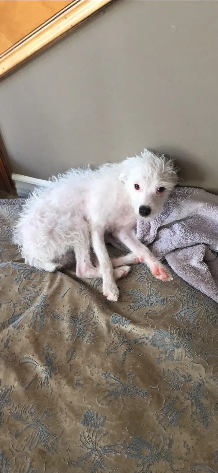 Lost dog in Los Angeles, CA, 90064