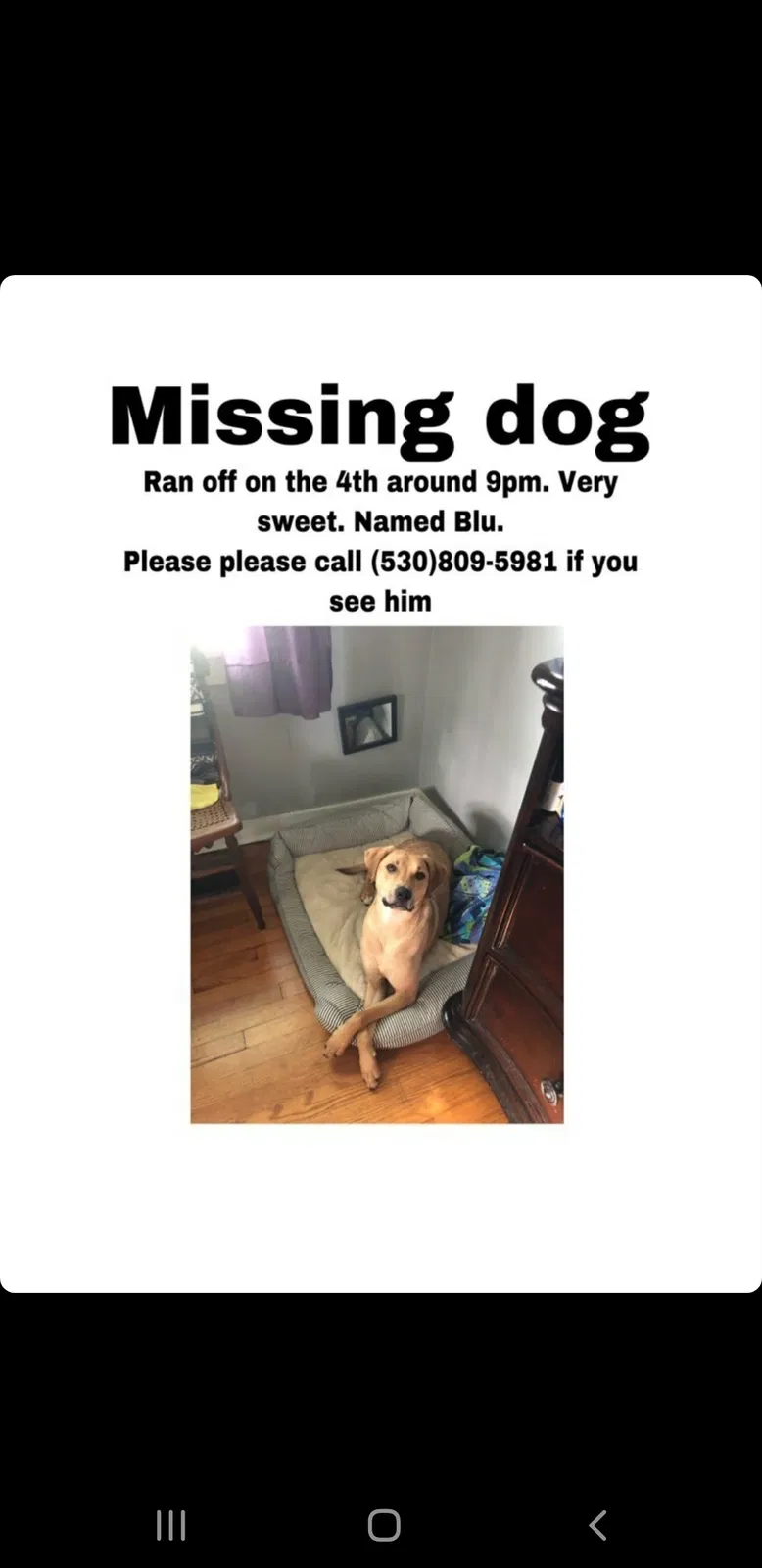 Lost dog in Nashville, TN, 37209