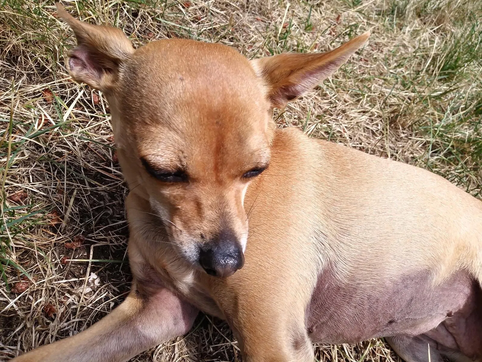 Lost dog in Kent, WA, 98042