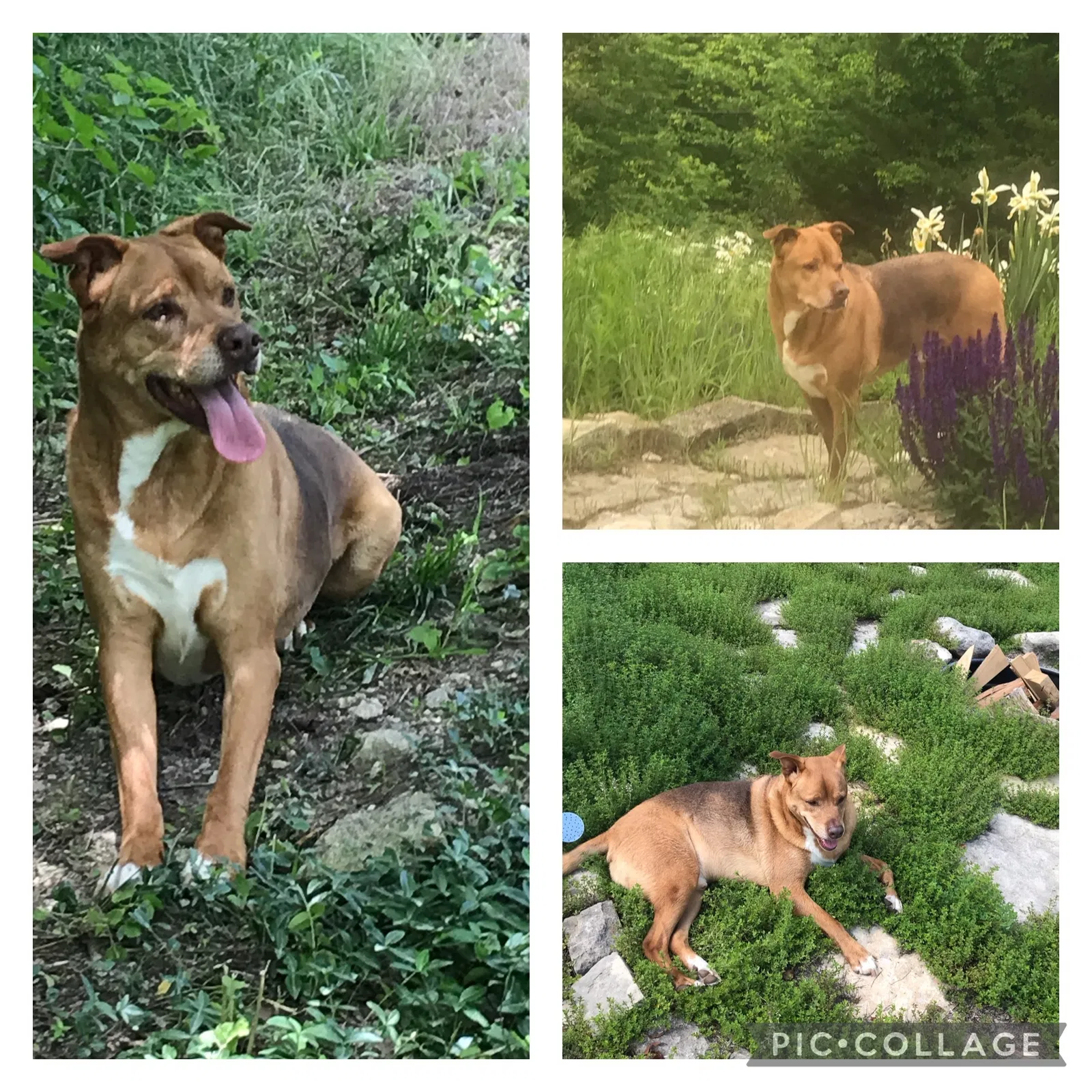 Lost dog in Manhattan, KS, 66502