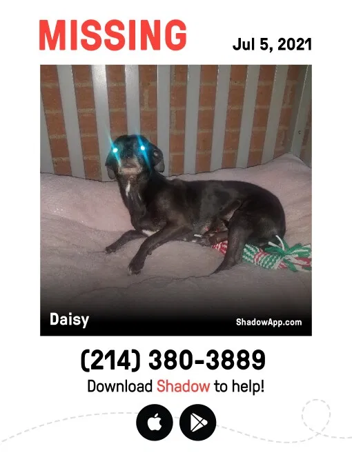 Lost dog in Crowley, TX, 76036