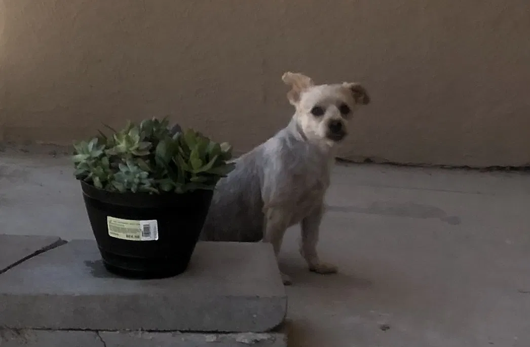 Lost dog in Las Cruces, NM, 88001