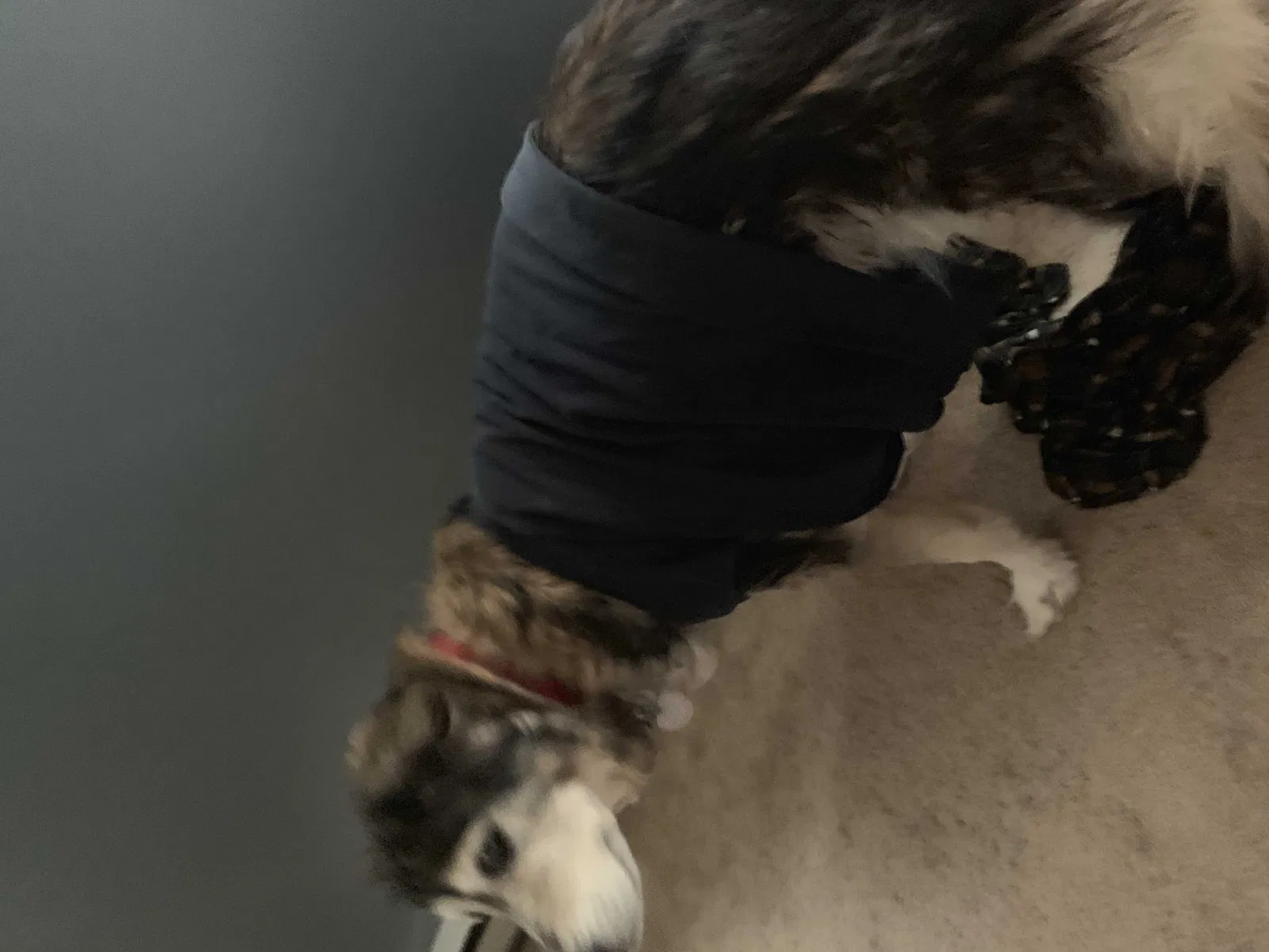 Lost dog in Dover, PA, 17315