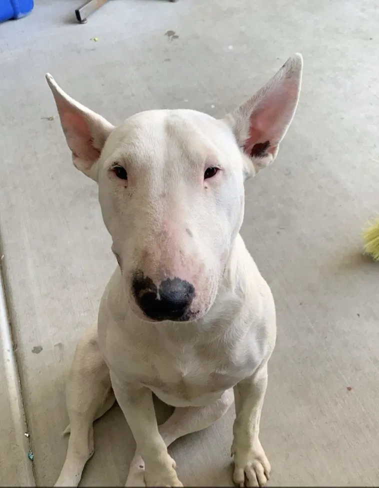 Lost dog in Bakersfield, CA, 93305