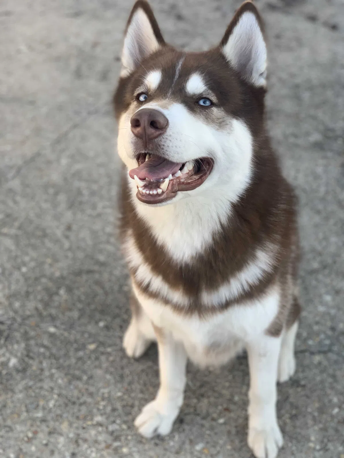 Lost dog in New Orleans, LA, 70115