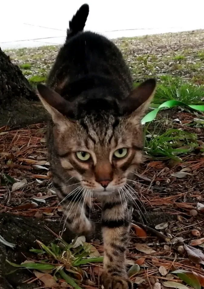 Lost cat in North Beach, MD, 20714