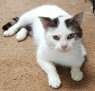Lost cat in East Lansing, MI, 48823