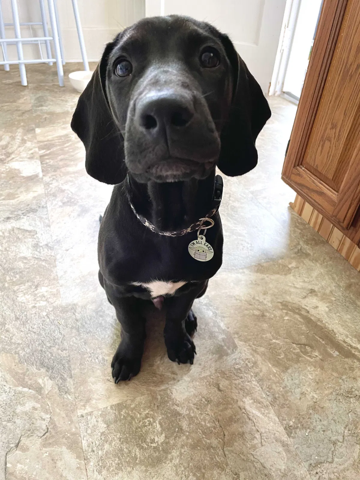 Lost dog in Bedford, KY, 40006