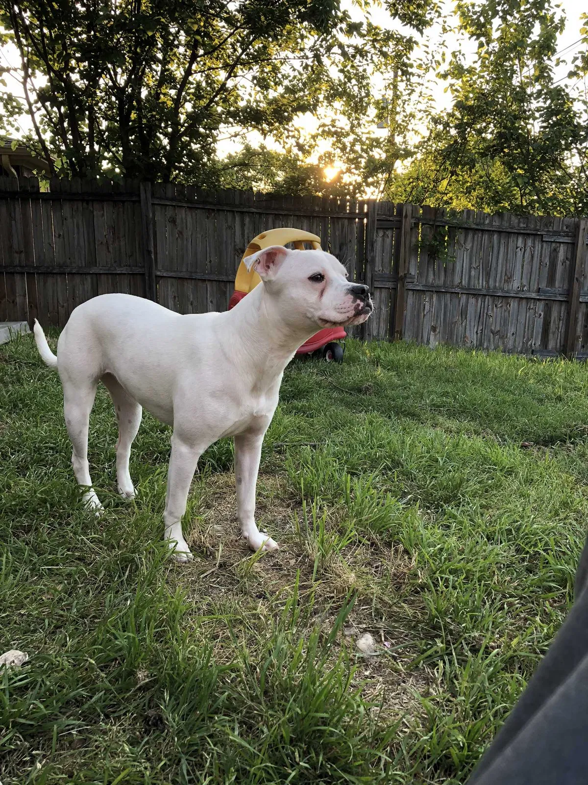 Lost dog in Fort Worth, TX, 76116