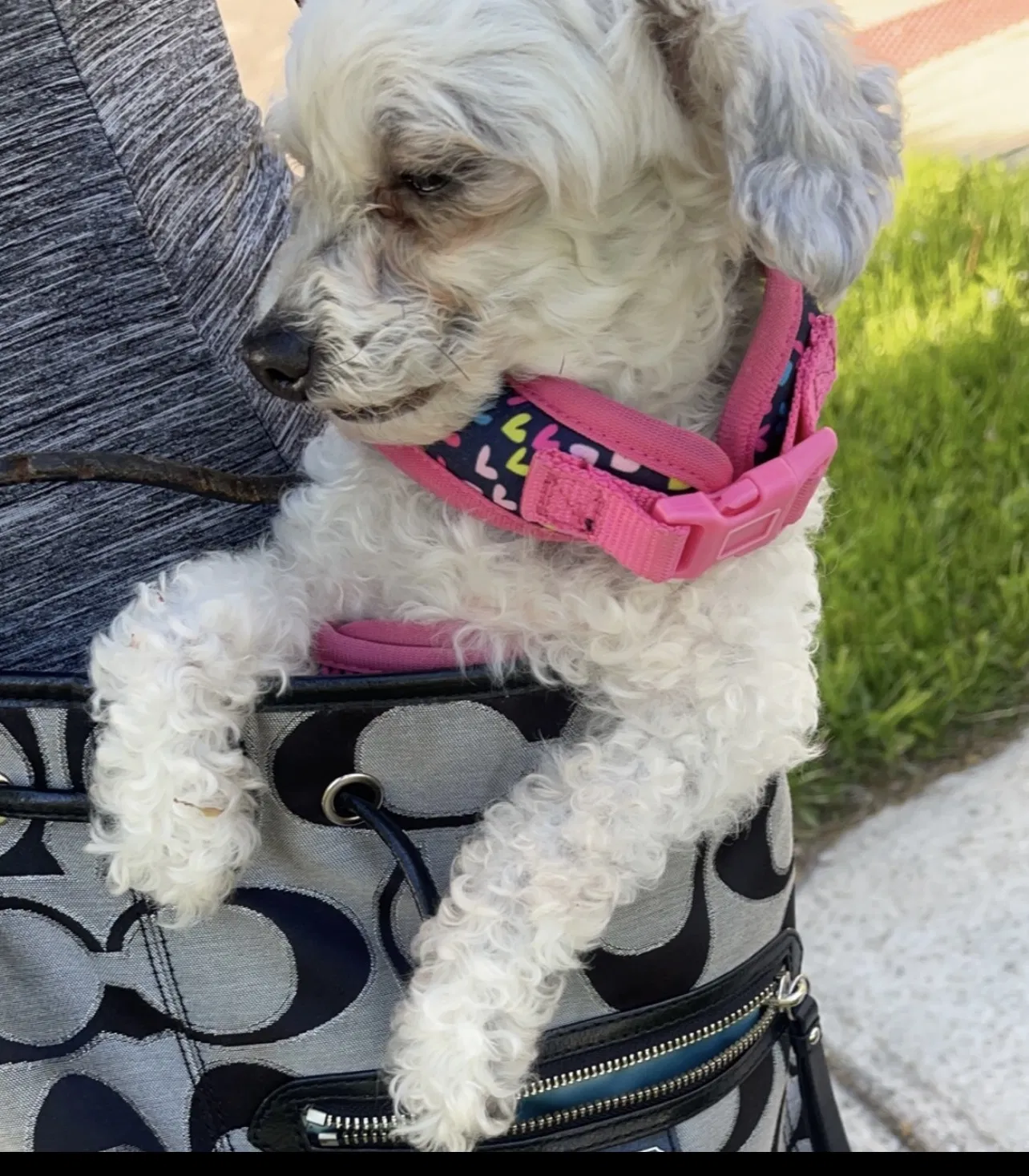 Lost dog in Imlay City, MI, 48444