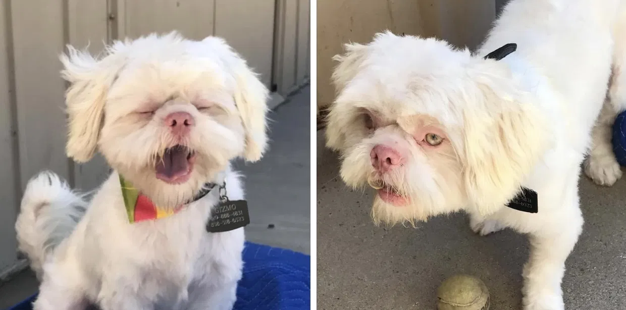 Lost dog in Chula Vista, CA, 91913