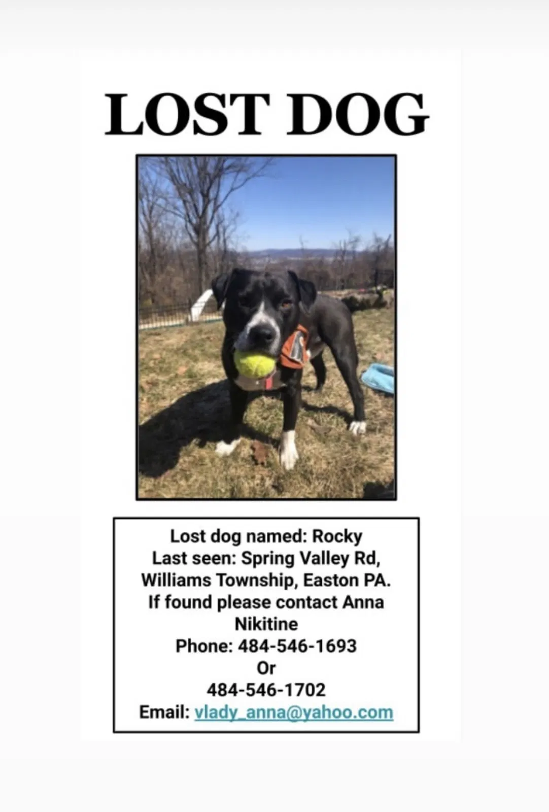 Lost dog in Easton, PA, 18042