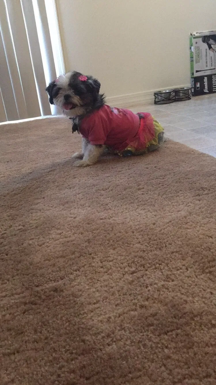 Lost dog in Buckeye, AZ, 85326