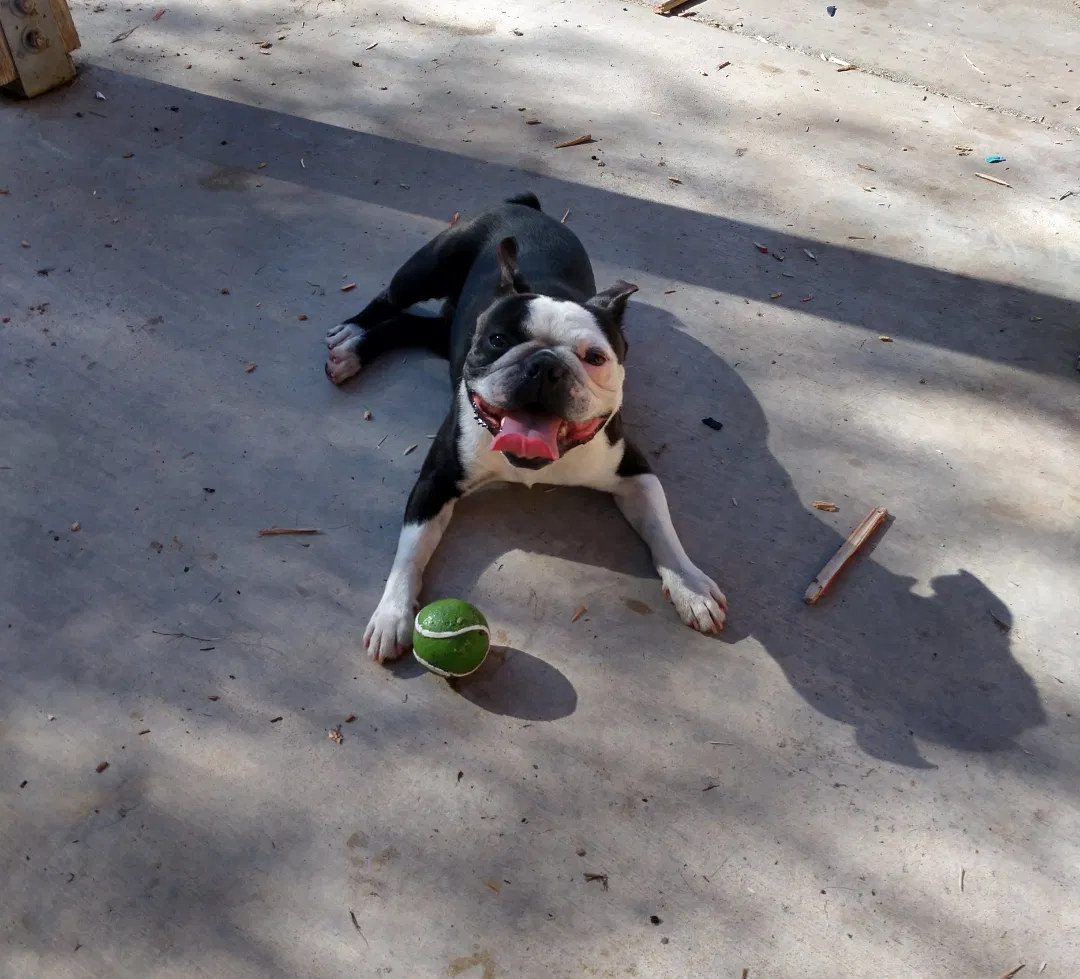 Lost dog in Bloomington, CA, 92316