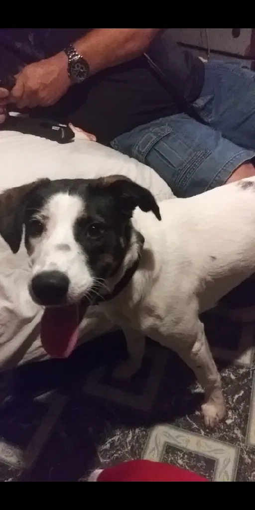 Lost dog in North Little Rock, AR, 72118