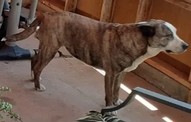Lost dog in El Paso, TX, 79932
