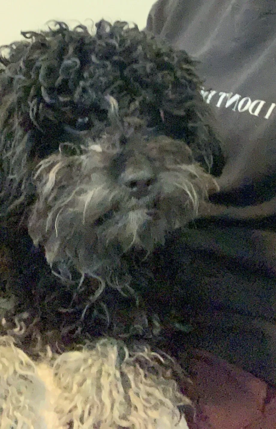 Lost dog in Olathe, KS, 66061