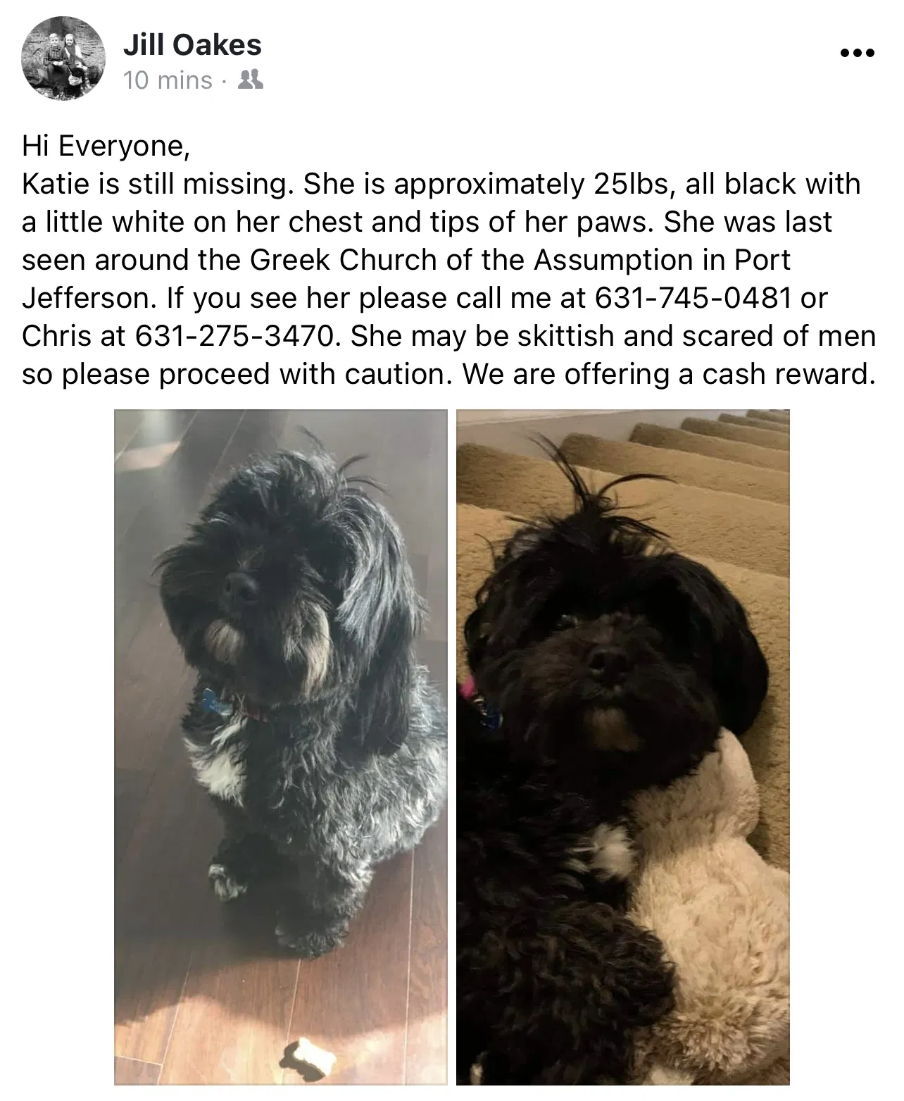 Lost dog in Mount Sinai, NY, 11766