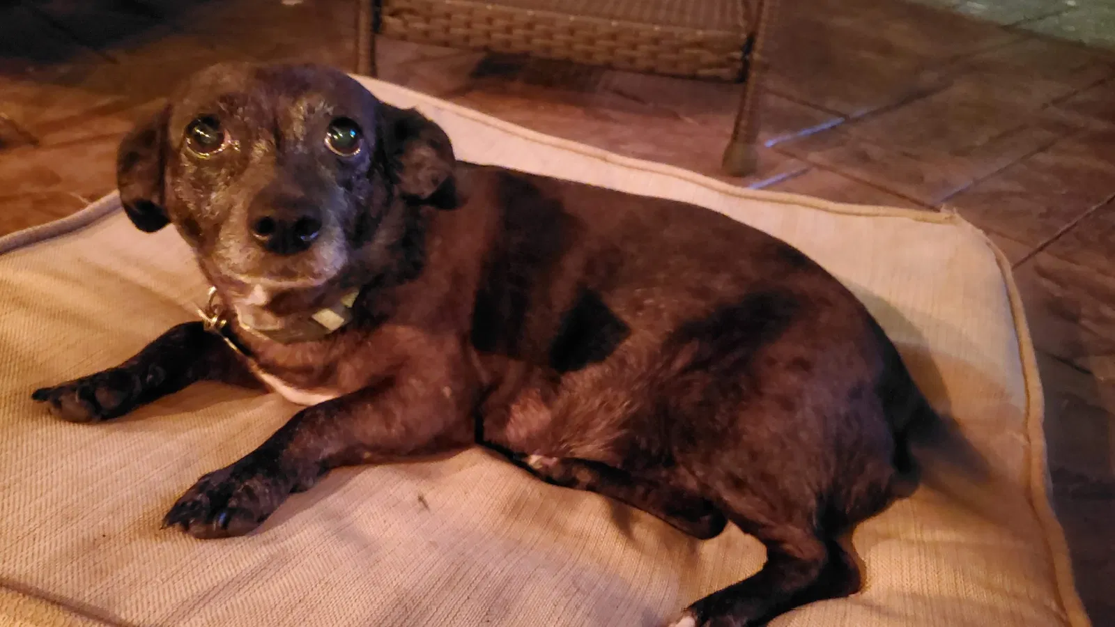 Lost dog in Kannapolis, NC, 28081