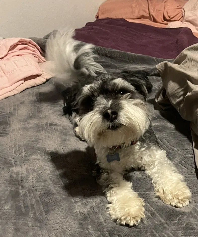 Lost dog in Riverside, CA, 92509