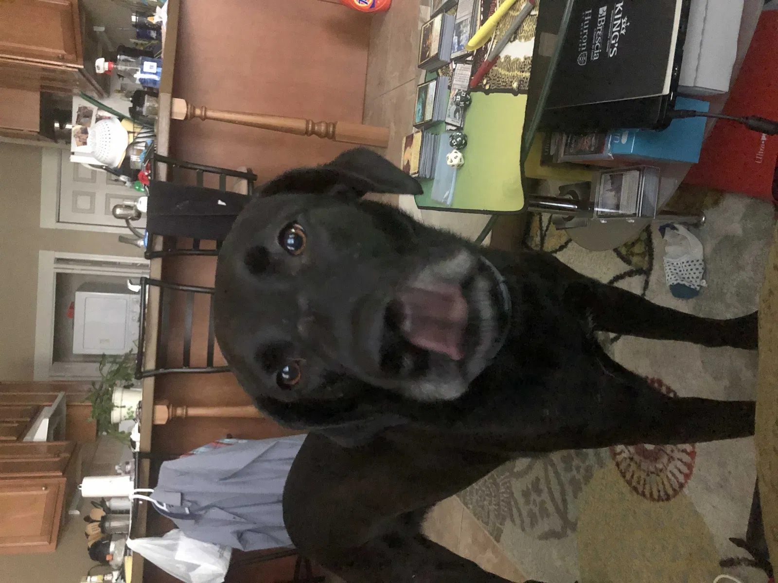 Lost dog in Erie, PA, 16505