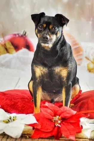 Lost dog in Lambsburg, VA, 24351