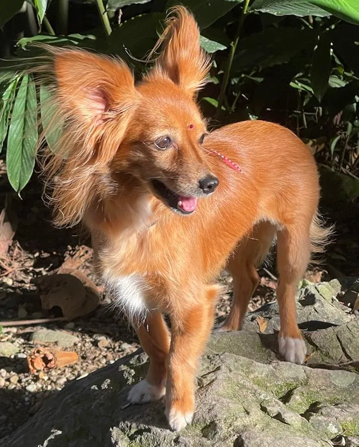 Lost dog in Lakeland, FL, 33809