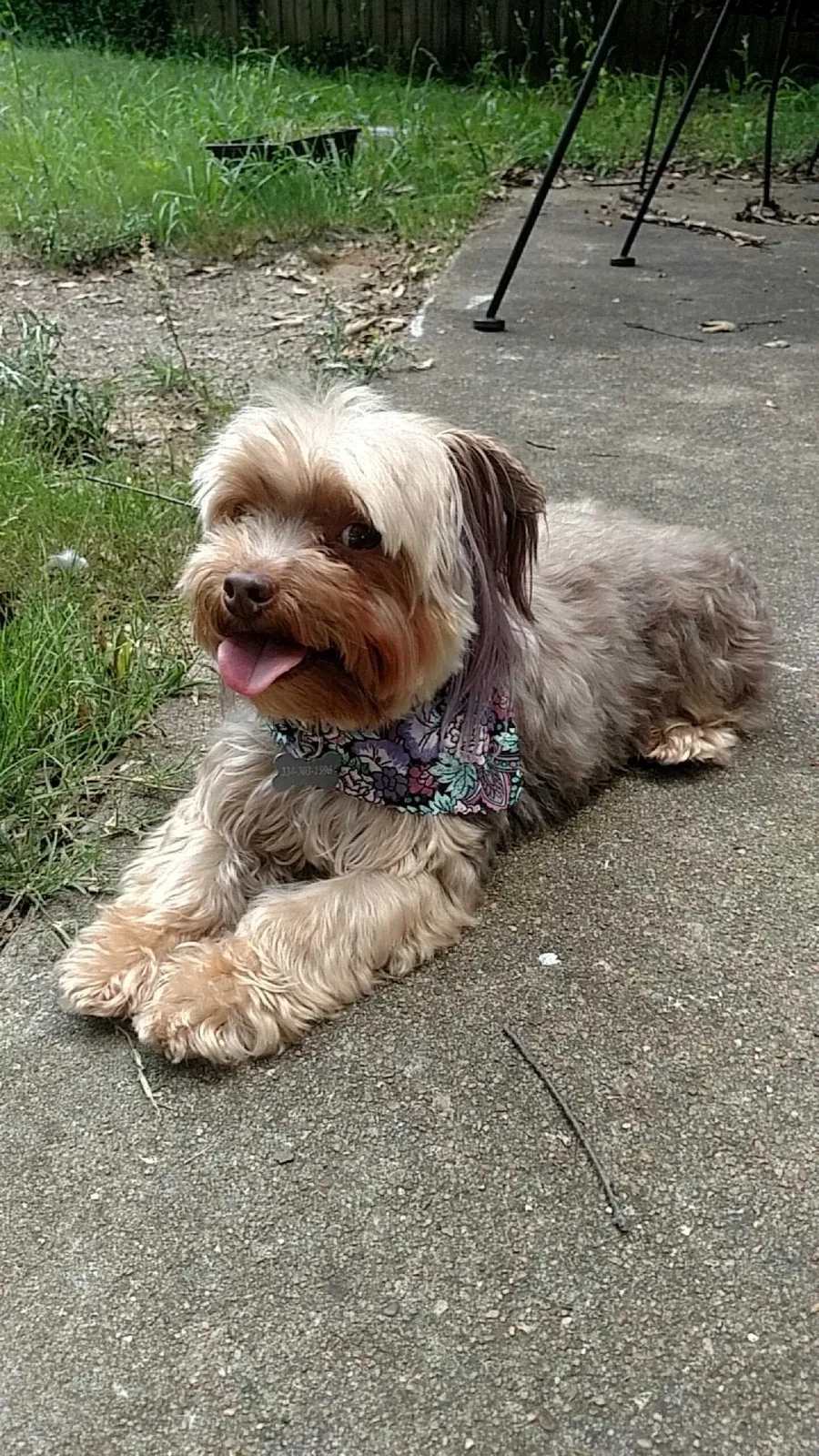 Lost dog in Montgomery, AL, 36109