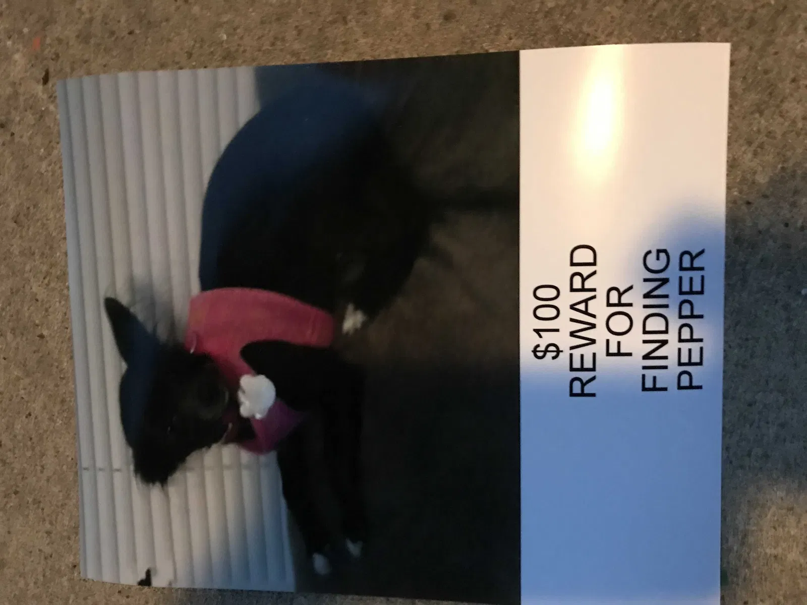 Lost dog in Indianapolis, IN, 46241