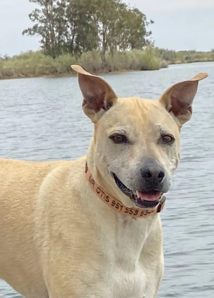 Lost dog in Winchester, CA, 92596