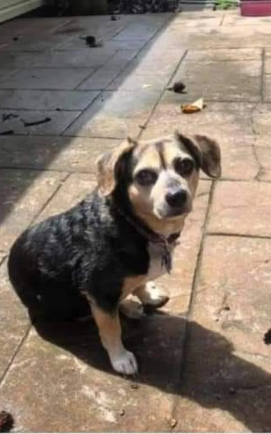 Lost dog in Gretna, LA, 70056