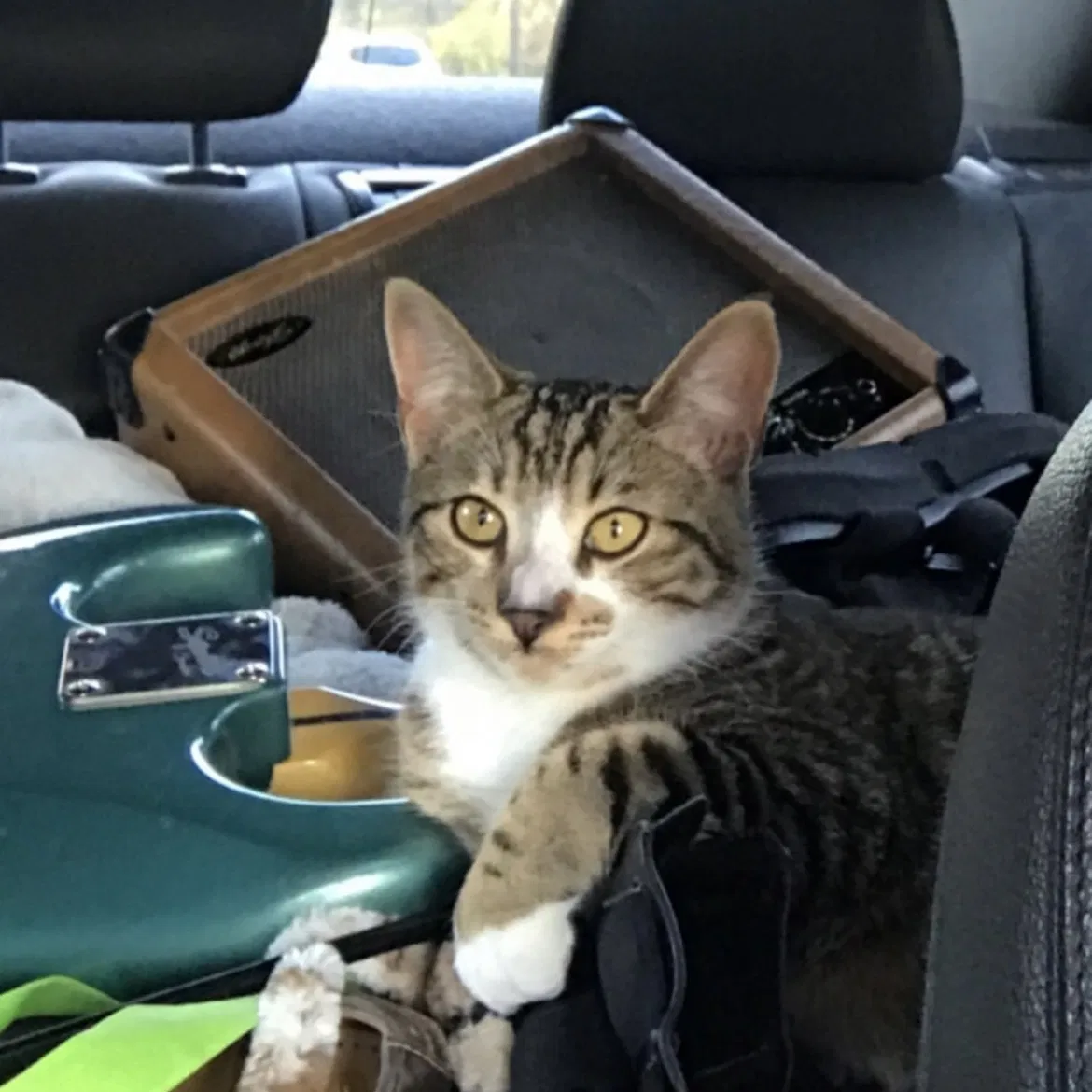 Lost cat in Pomfret Center, CT, 6259