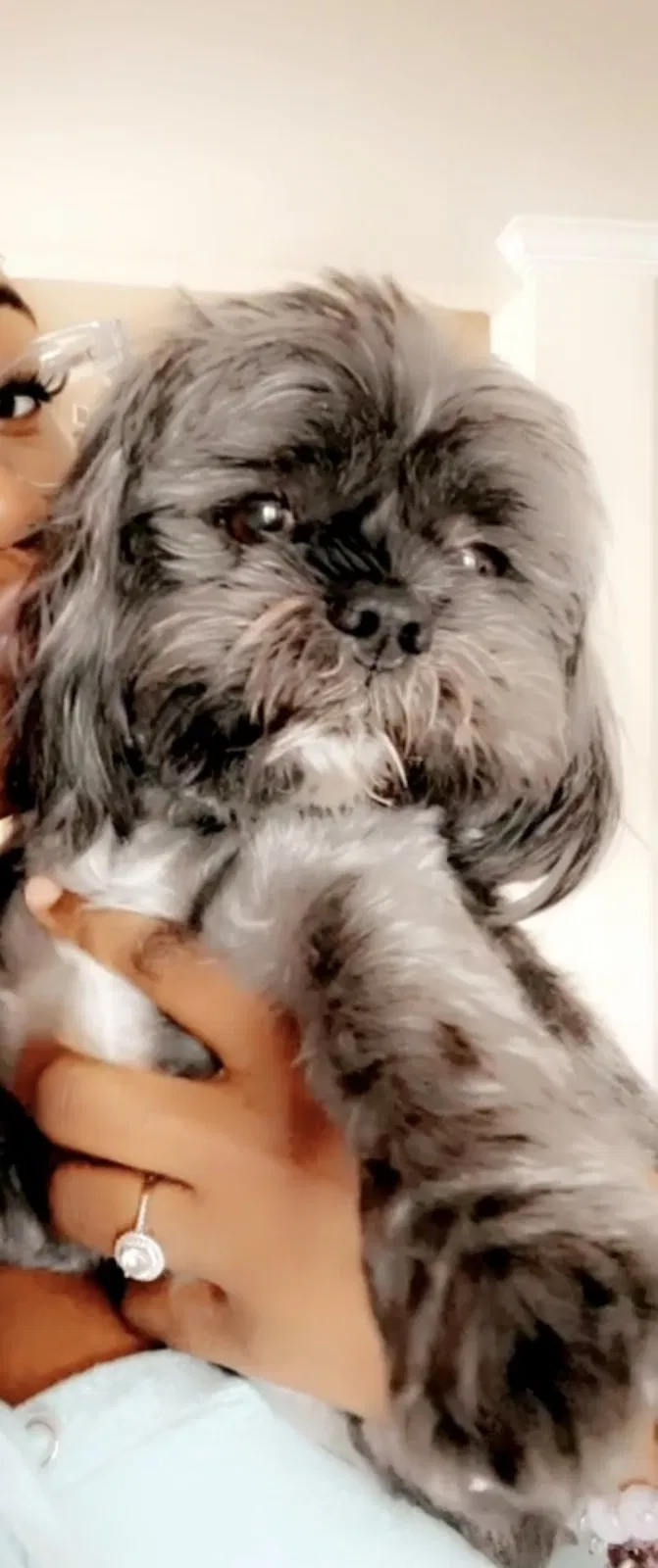 Lost dog in Virginia Beach, VA, 23456