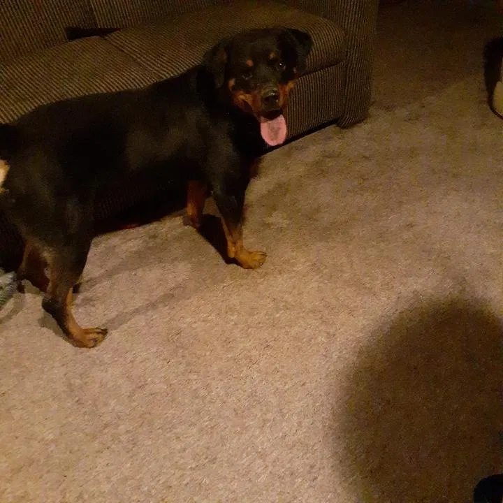 Lost dog in Cleveland, OH, 44128