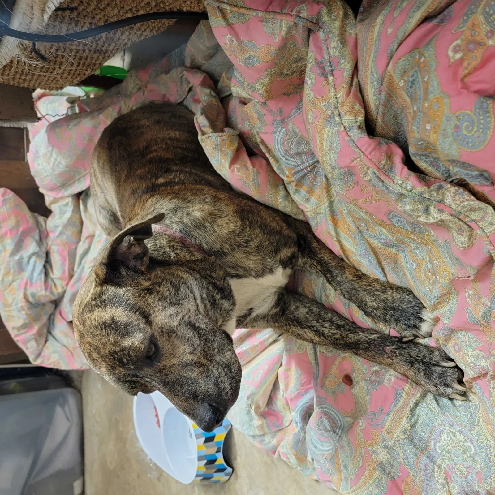 Found dog in Tracy City, TN, 37387