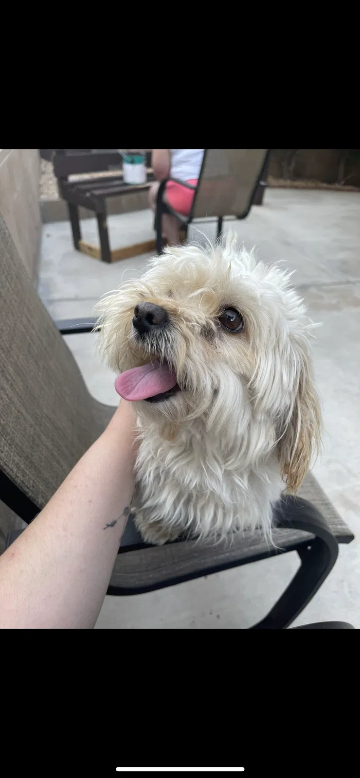 Lost dog in Lake Elsinore, CA, 92530
