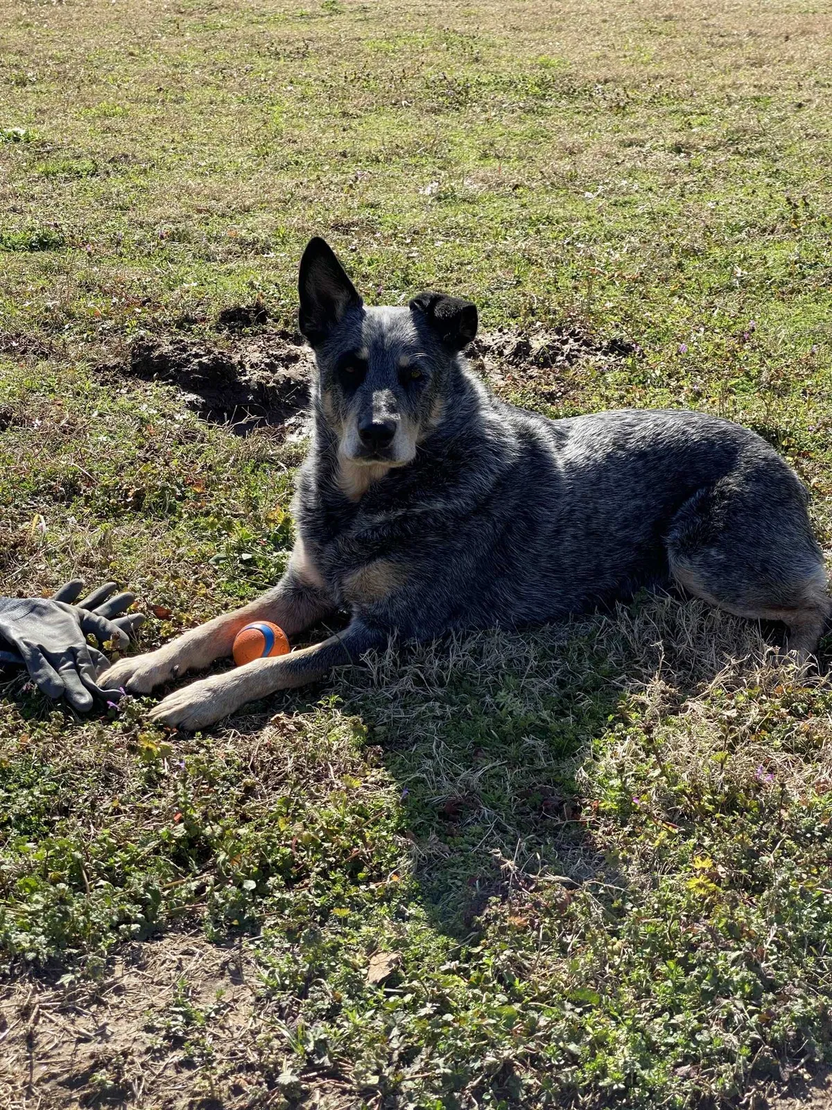 Lost dog in Canton, TX, 75103