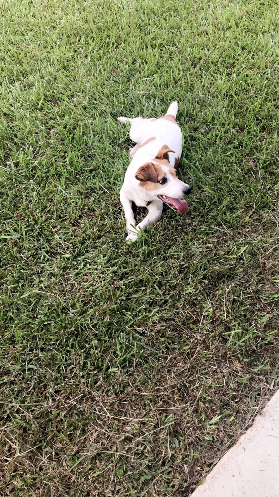 Lost dog in Gonzales, LA, 70737