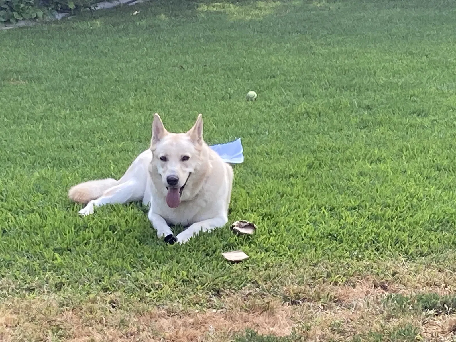 Lost dog in West Covina, CA, 91791