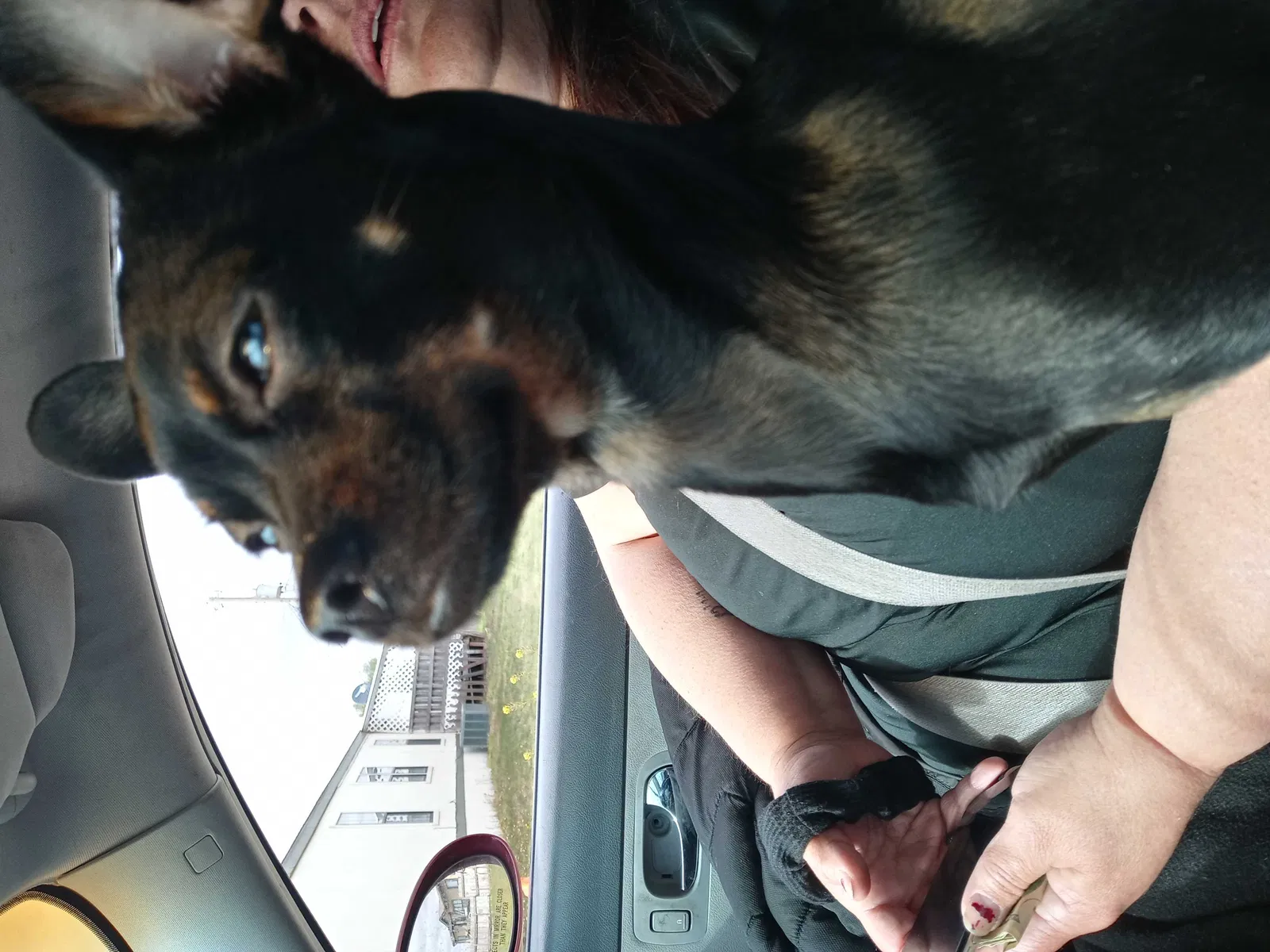 Lost dog in Amarillo, TX, 79109