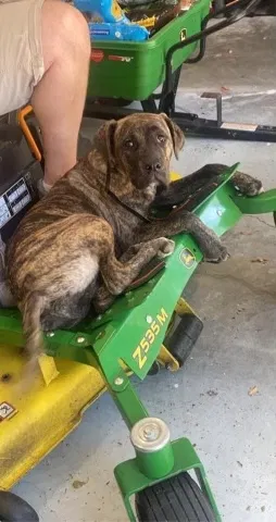 Lost dog in Swansea, SC, 29160