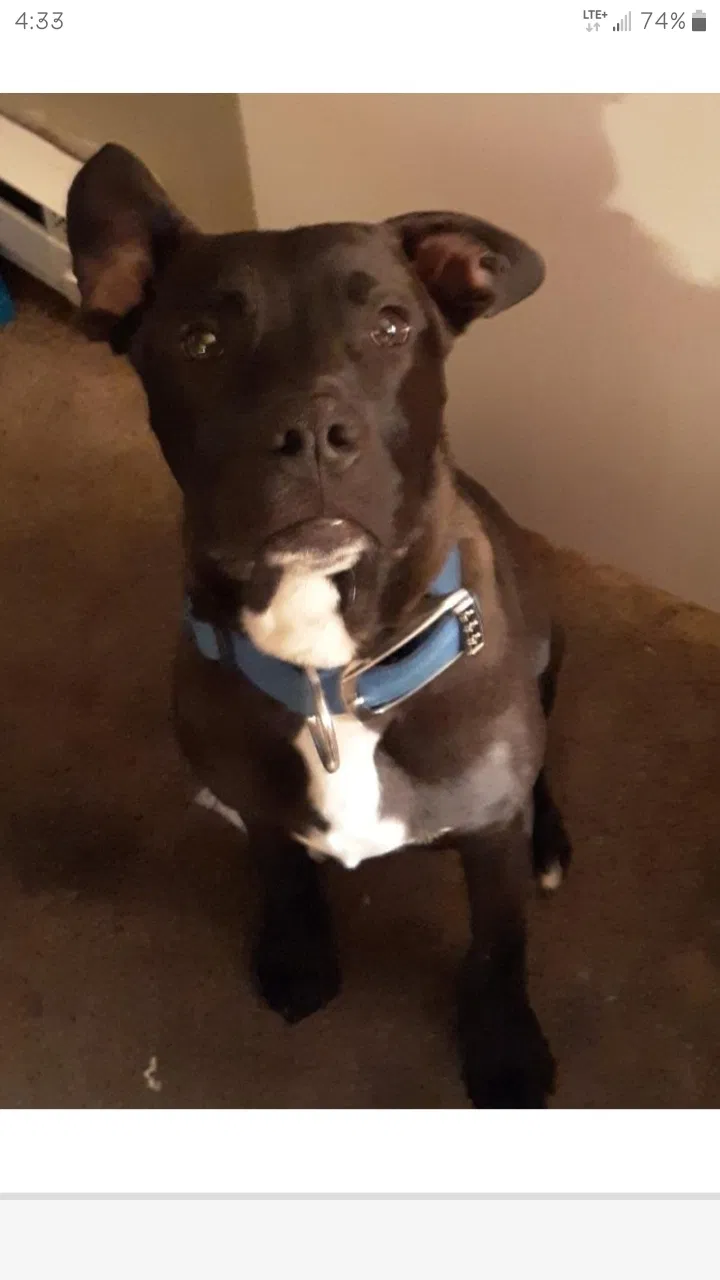 Lost dog in Reeds Spring, MO, 65737