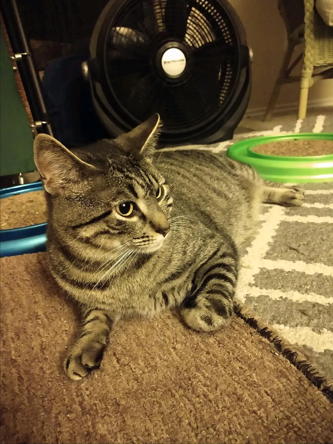 Lost cat in Newark, DE, 19711