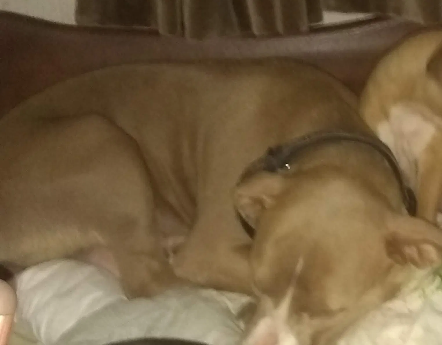 Lost dog in Oklahoma City, OK, 73107