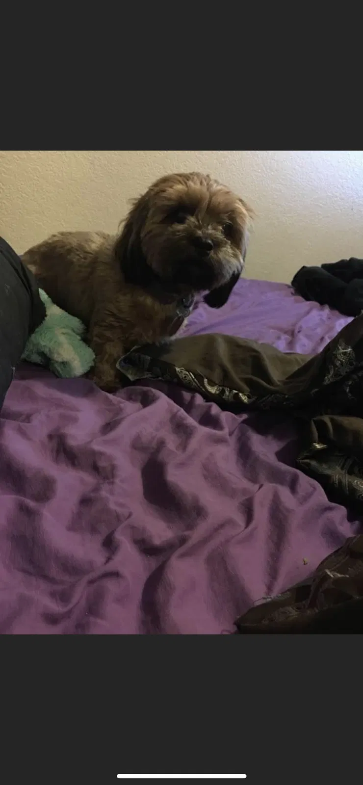 Lost dog in Vallejo, CA, 94591