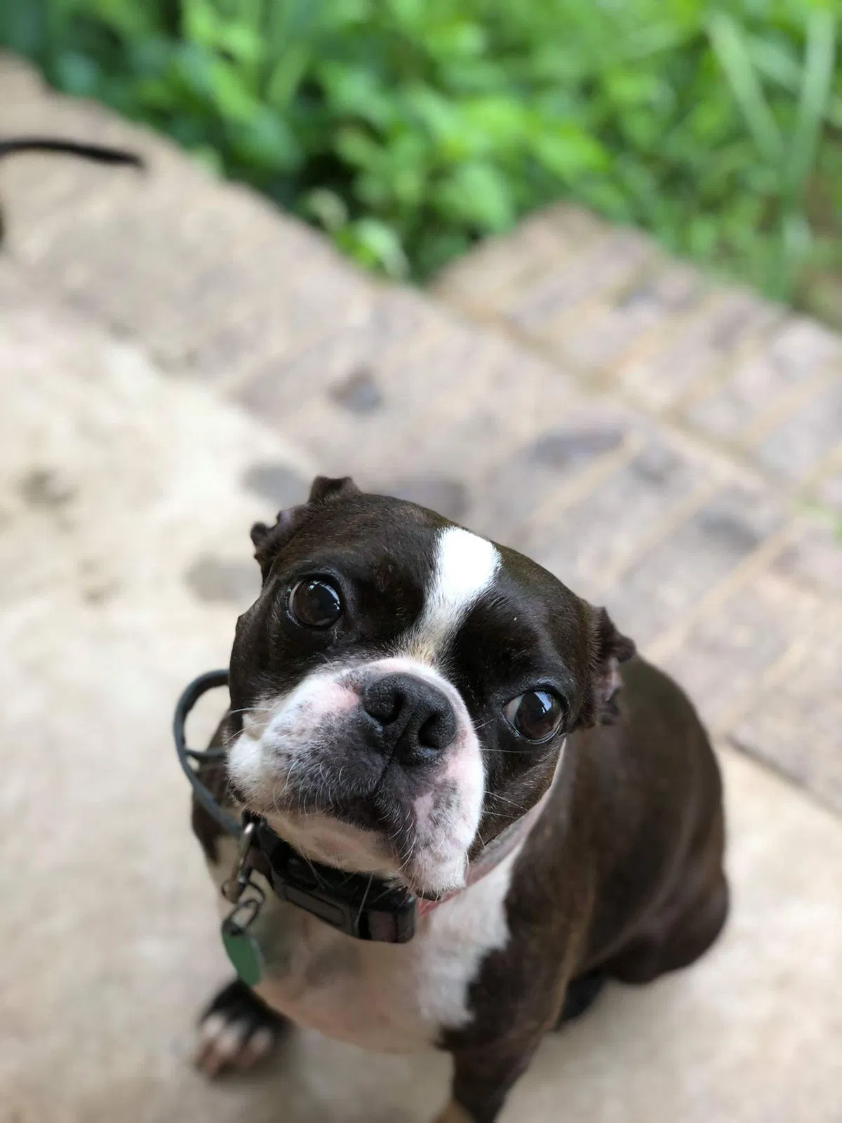 Lost dog in Rome, GA, 30161