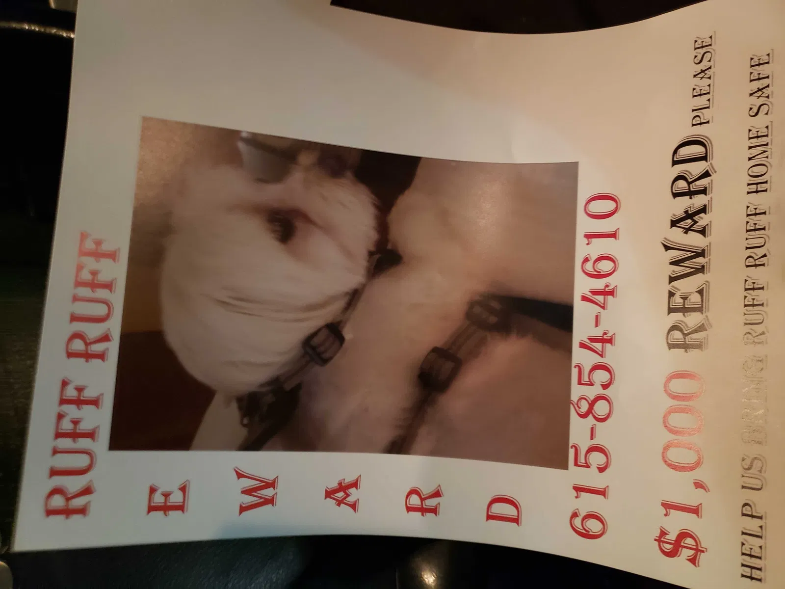 Lost dog in Madison, TN, 37115