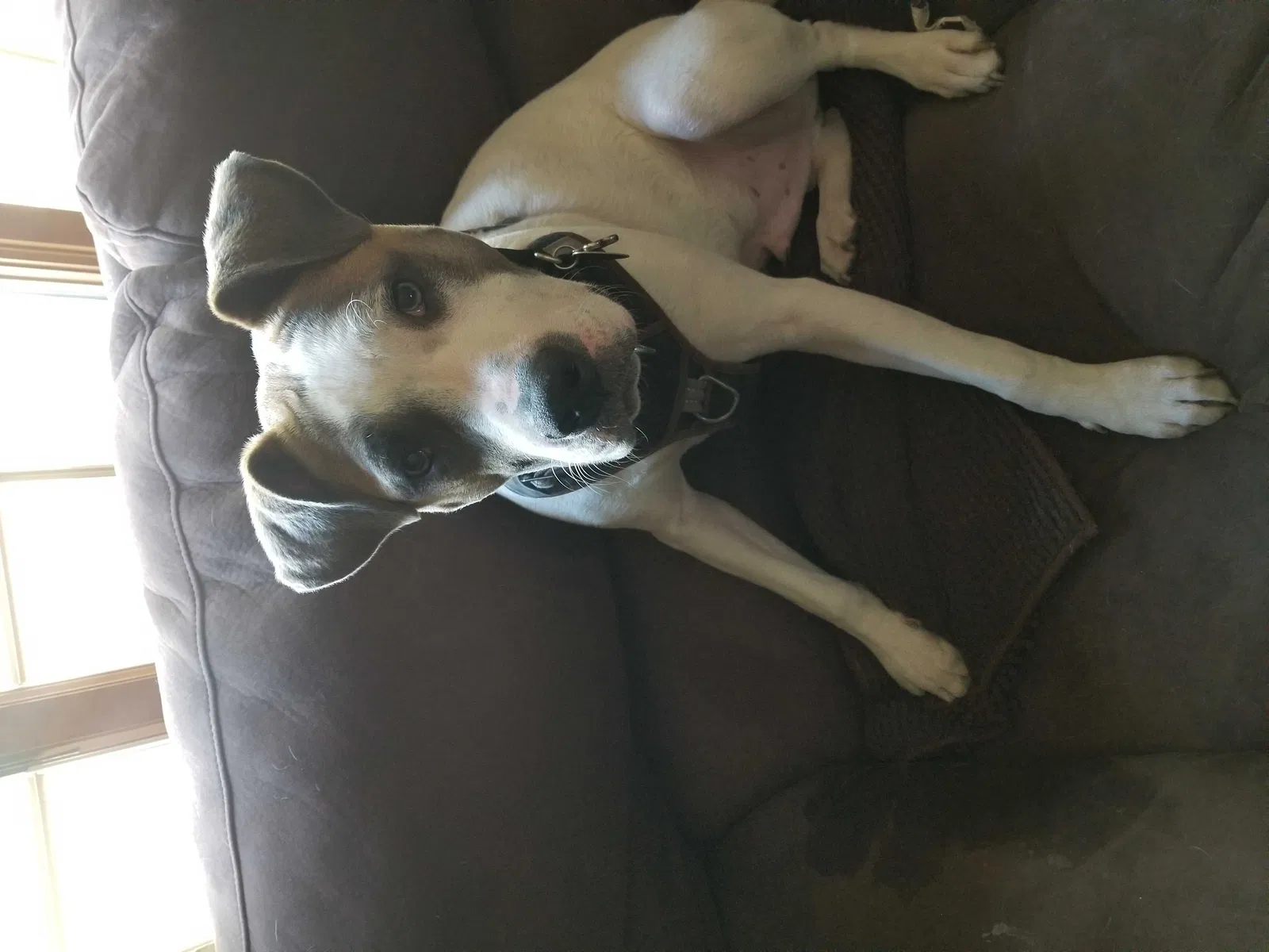 Lost dog in Manvel, ND, 58256